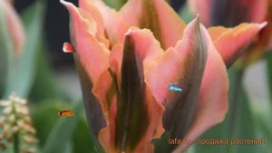 Тюльпан обыкновенный Артист (tulipa tyulpan) ? Артист обзор: как сажать, луковицы тюльпаны Артист