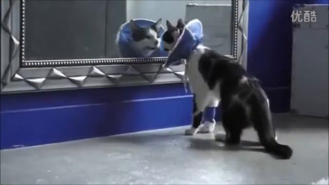 Смешное видео  Кошки и зеркало