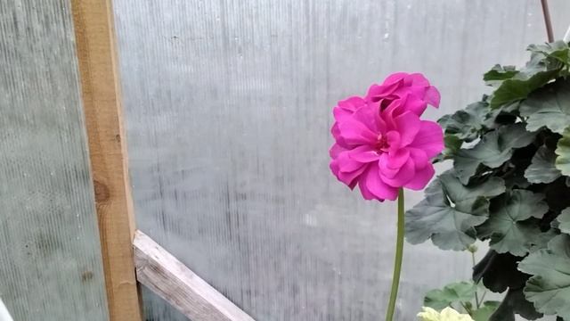 #203.Надвигается "арктический холод"!НО моим пеларгониям это не страшно,продолжаем цвести! смотреть онлайн