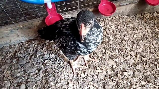 цыплята разных пород. брама, адлерское серебро, юбилейная и т.д. смотреть онлайн