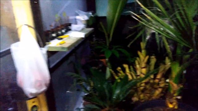 Odc 357-Ensete glaucum z nasion. Uprawa, zimowanie, masz pytania pytaj Stalewiak смотреть онлайн