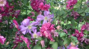 ЦВЕТЕНИЕ КЛЕМАТИСОВ в моем саду.ПОТРЯСАЮЩЕЕ ЗРЕЛИЩЕ