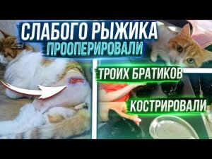 4 операции за день Рыжику удалили головку бедра. Гари,Феликса и Серика кастрировали.