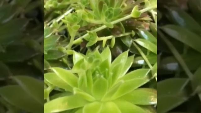 Сфагновый модуль смотреть онлайн