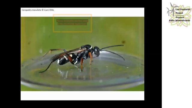 Spectacular Spoil - the Lost Peatlands Project смотреть онлайн