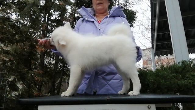 Щенок японского шпица девочка ЮНИВЕРС ФАНТАЗМ ЗЭЯ