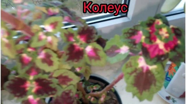 Комнатные цветы на восточном окне + названия смотреть онлайн