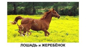 Домашние животные и их детёныши Развивающее видео
