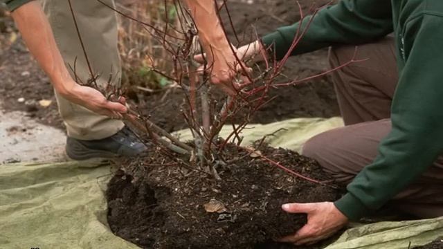 Когда пересаживать крыжовник на новое место смотреть онлайн