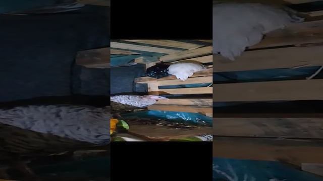Многоэтажка-общежитие