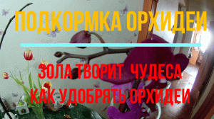 Подкормка орхидеи, какие результаты.  Как удобрять орхидеи, чтобы хорошо цвели.mp4