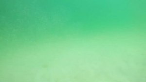 Подводная охота на камбалу и калкана в Балтийском море! 2017