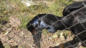 Абиссинский рогатый ворон - птица-носорог /Калининградский зоопарк