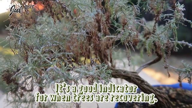 California Sagebrush - Artemisia californica  Initial Root  Branch Reductions