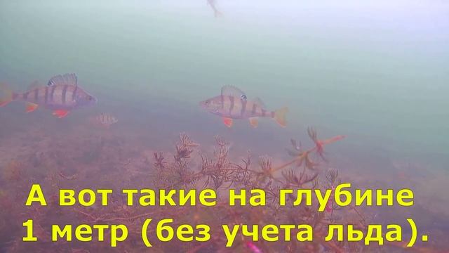 Где искать "крупного" окуня на озере Шарташ? смотреть онлайн