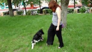 Игры с бордер колли:)
