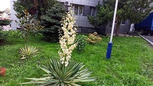 Юкка пестролистная#юкка#цветы