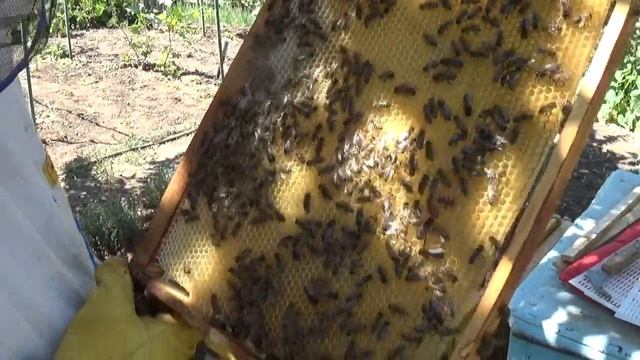 Рамка для улья с плетеной леской. Вечная? смотреть онлайн