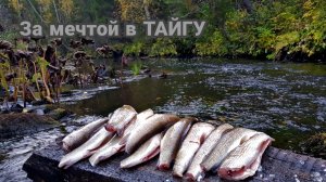 Рыбалка на дикой таёжной речке. Хариус лютует. ТРИ ДНЯ В ТАЙГЕ.