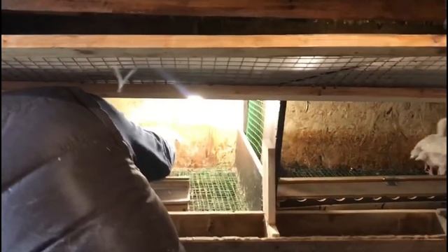 Выбираем лучший комбикорм для бройлеров 2. 3 серия. 20 суток смотреть онлайн