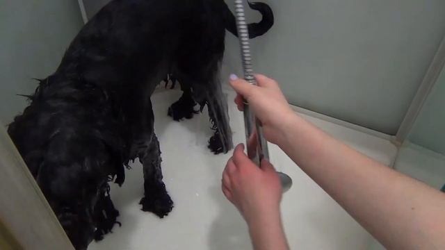 Как мыть собаку смотреть онлайн