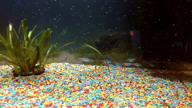 Рыбки неоны смотреть онлайн