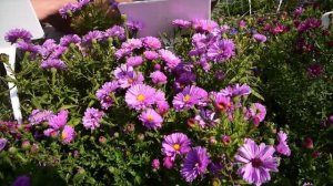 Aster novi-belgii 'Patricia Ballard' - Kopasz lilás rózsaszín őszirózsa