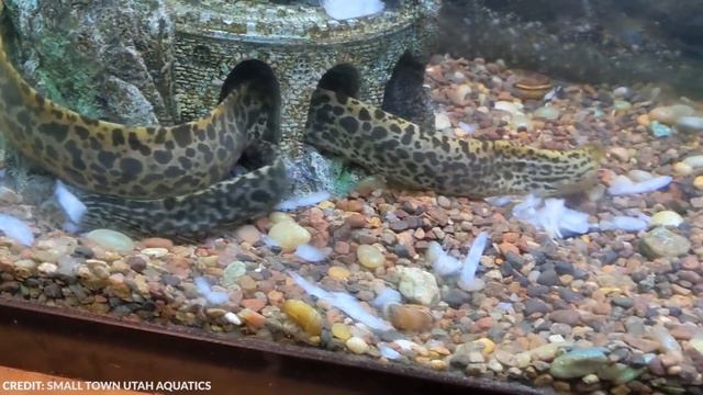 Camera Captures in a Swamp What No One Was Supposed to See смотреть онлайн