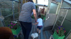 Бабушка ругается. Жара 35⁰С. Дива на прогулке. Петунии. Клематис. В больнице.