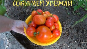 ЖИВЕМ В СТАНИЦЕ? КЛУМБА В ИЮЛЕ? ИНДЮКАМ 6 НЕДЕЛЬ? ЛЕЧИЛИ ИНДЮШОНКА?
