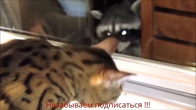 Еноты и коты. УМИЛЯШКИ. смотреть онлайн