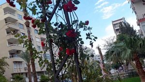 ТУРЦИЯ/АНТАЛИЯ/ОБЗОР ГОРОДСКОГО ОТЕЛЯ SUITE LAGUNA HOTEL 3/РАСПОЛОЖЕНИЕ/ТЕРРИТОРИЯ/ОТДЫХ МАЙ 2022