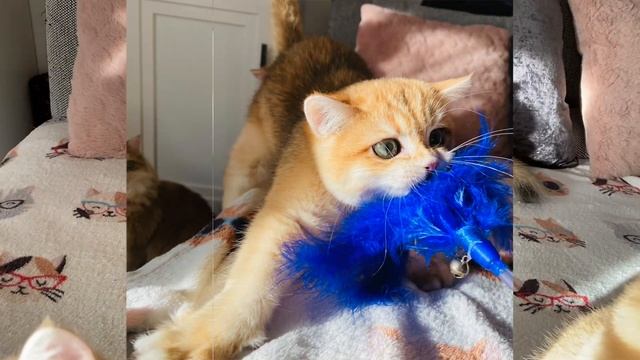 ?КОТЯТА ЗОЛОТАЯ ШИНШИЛЛА?GOLDEN KITTENS?