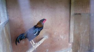 Бойцовая птица , fighting bird