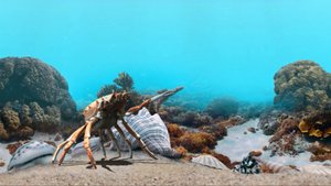 презентация Торус ДВ