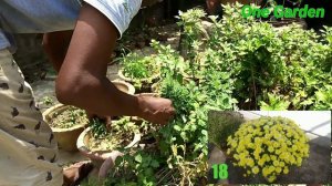 Green nets for chrysanthemum and new chrysanthemum new variety. mission 1000,2019-20. Part 8