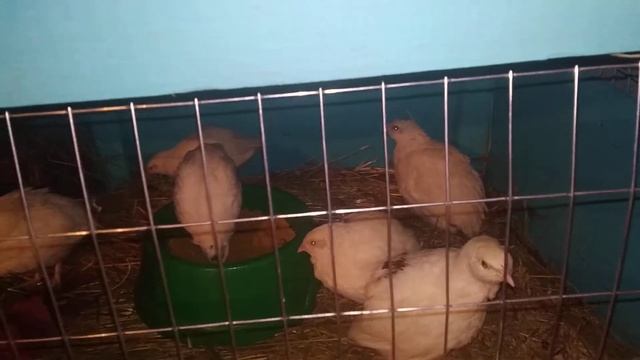 ТЕХАССКИЙ ПЕРЕПЕЛ НА ГЛУБОКОЙ ПОДСТИЛКЕ, ЭКСПЕРИМЕНТ.