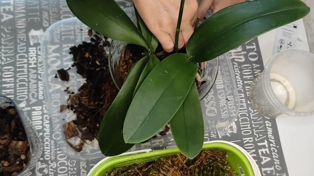 Быстрая пересадка двух орхидей в закрытую систему смотреть онлайн