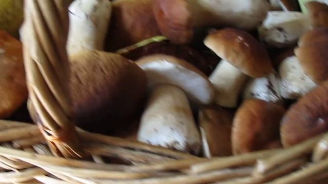 2016 2 сентября грибы смотреть онлайн