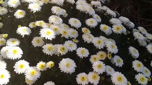 Хризантеми Квітник біля будинку Прогулянка садом Сад восени Осінні краски в саду Зразок клумби 51