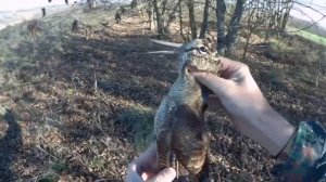 Охота на вальдшнепа с собакой осенью.