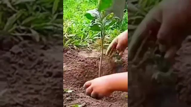 june 5 environmental day special planting video| paul group 3 смотреть онлайн