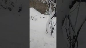 зима на даче . первый снег 5 декабря 2022г