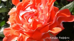 Роза  Кэнди Раффлс - Candy ruffles  (Interplant Нидерланды, 2007)