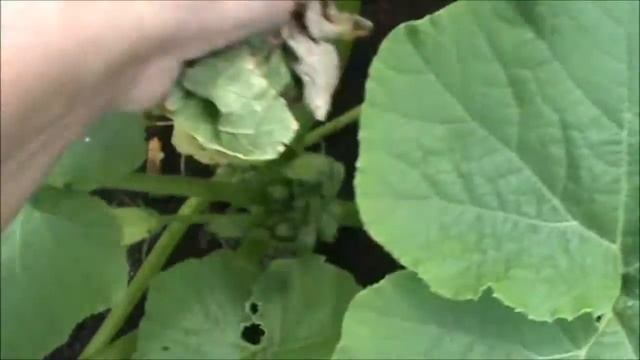 Дачный и домашний VLOG от  16 июля 2015 года смотреть онлайн