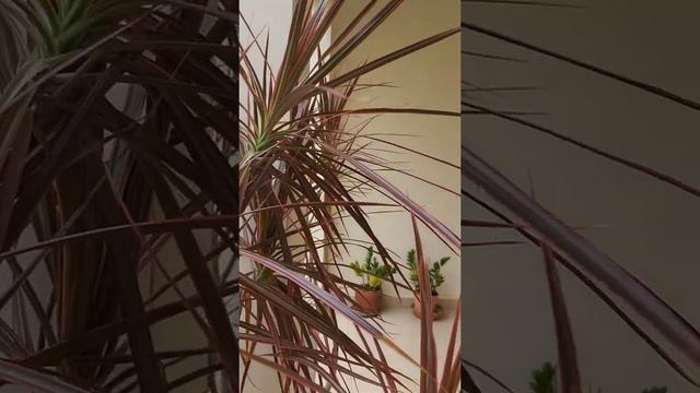 Dracena Tricolor