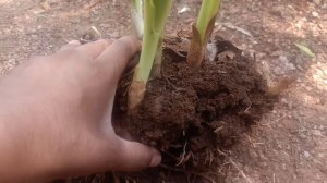 How To Grow Footbal Lily, Blood Lily,Scadoxus multiflorus (formerly Haemanthus multiflorus)SPL