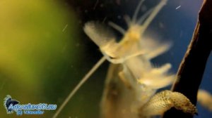 Atya gabonensis -- атья габонская. Креветка-фильтратор - очень импозантное существо!