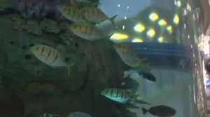 КОНТРОЛЬНАЯ ЗАКУПКА: Лапша быстрого приготовления. Kontrolnaya zakupka