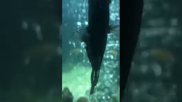 Как определить пол у скалярий смотреть онлайн